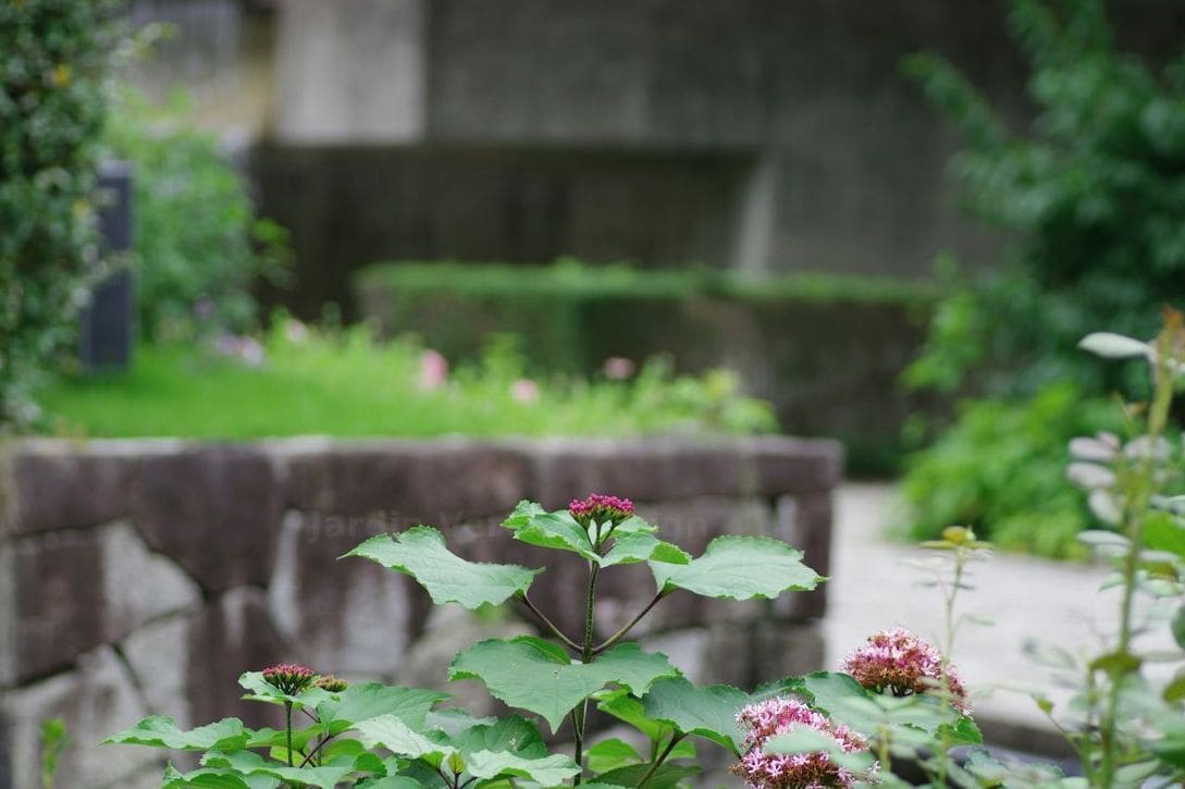 Jardin Vert & Design 5